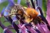 Osmia signata